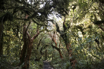 Arboles grandes en un bosque de Nueva Zelanda