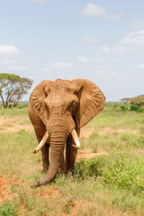 Fototapeta na wymiar elephant