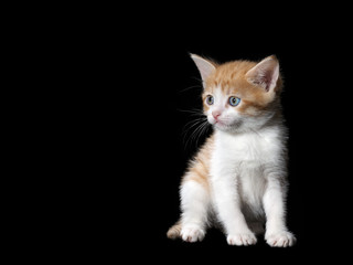 Fototapeta premium Small cute kitten. Isolated black background. White kitten with a red, fluffy, beautiful fur 