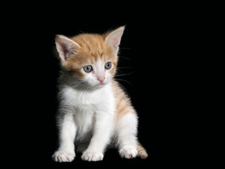 Naklejka na ściany i meble Small cute kitten. Isolated black background. White kitten with a red, fluffy, beautiful fur 