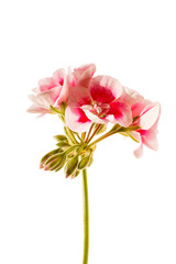 Fototapeta na wymiar geranium flower