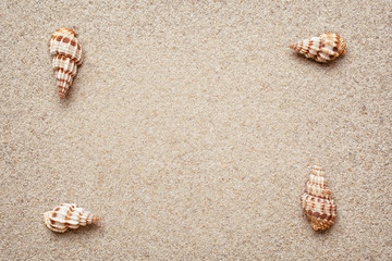 Sea shells frame on sand. 