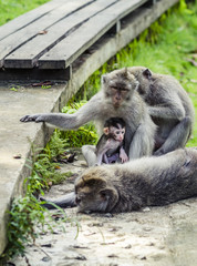 family of monkeys with its baby in the monkey forest