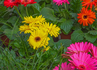Blooming flower Gerbera jamesonii in yellow