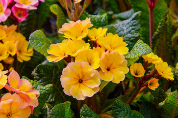 Spring ornamental multicolour blooming flowers Primel Peach Melba. Primrose