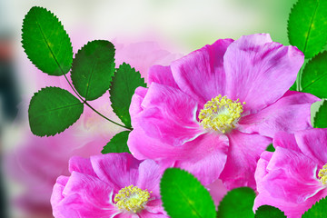  Delicate wild rose garden flowers