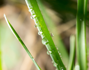 drops of dew on the green grass. close