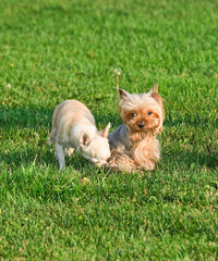 Yorkshire Terrier and Chihuahua on the grass