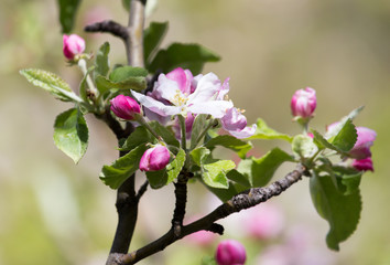 beautiful flowers on the apple tree in nature