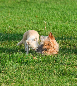Yorkshire Terrier and Chihuahua on the grass