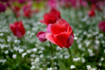 Obraz premium tulipe olorée