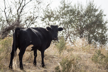 Naklejka na ściany i meble cow in a pasture in nature