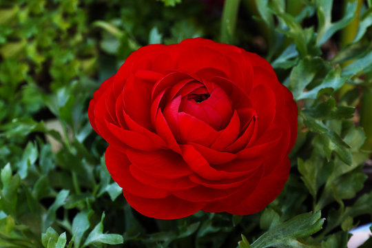 red Persian Buttercup Flower Ranunculus asiaticus