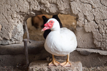 Goose on the farm