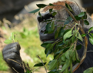 Gorilla eating
