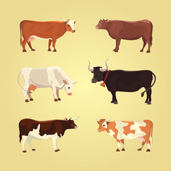 Set of different cows, isolated. Vector illustration. Eps 10.