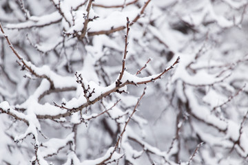 Snow on the tree in nature
