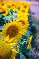 Obraz premium Sunflowers Field