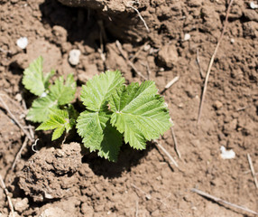 raspberry leaves