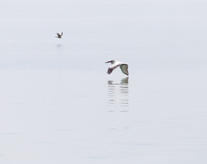 Birds fly over the surface of the water