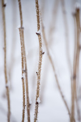 snowflakes on a bush branch in winter