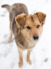 dog portrait outdoors in winter