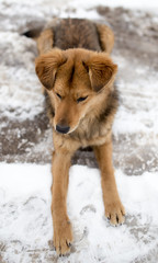 dog portrait outdoors in winter
