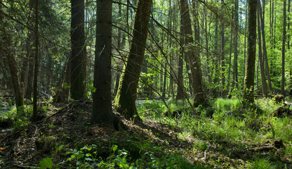 Fototapeta na wymiar Springtime alder-bog forest stand