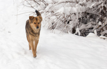 dog running outdoors in winter