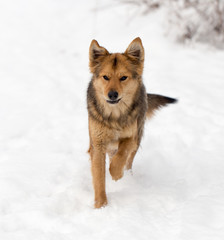 dog running outdoors in winter
