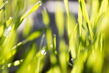 dew drops on green grass at dawn