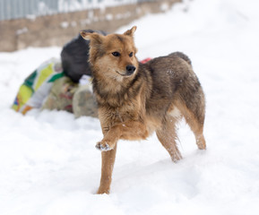 dog running outdoors in winter