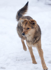 dog running outdoors in winter