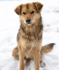 dog portrait outdoors in winter