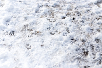 Dog footprints in the snow