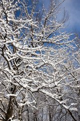 Snow on the tree against the blue sky