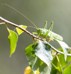 grasshopper in nature. close-up