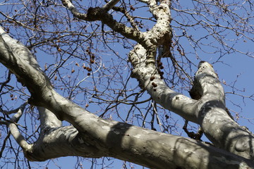 old big tree on color background with blue sky