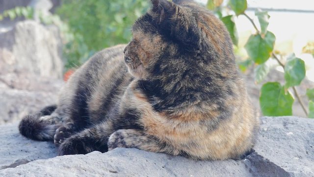 portrait de chat
