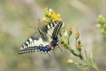 Espectacular mariposa rey