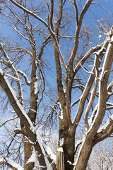 Obraz premium Snow on the tree against the blue sky