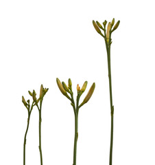 Stems  daylily with buds