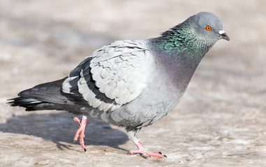 dove in the snow on the nature