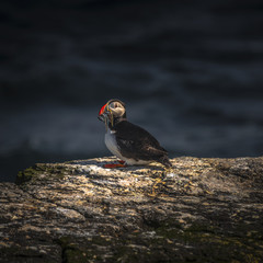 Icelandic puffins at remote islands on Iceland, summer time, 201
