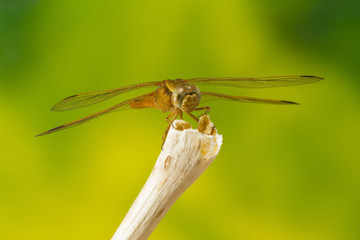 A macro photo of a dragonfly on top of a dry twig