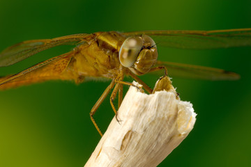 A macro photo of a dragonfly on top of a dry twig