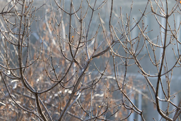 bare branches of a tree in nature