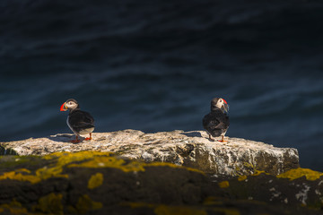 Icelandic puffins at remote islands on Iceland, summer time, 201