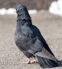 portrait of pigeon on nature