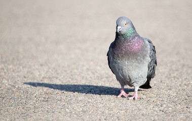 portrait of pigeon on nature